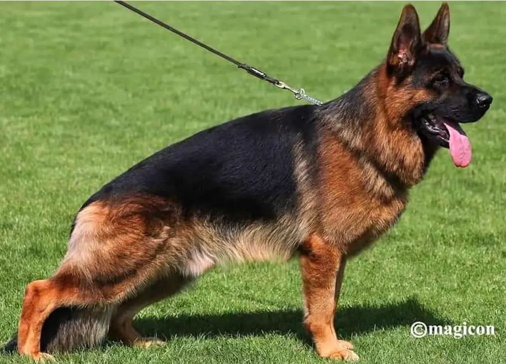 Mio vom Team Hühnegrab